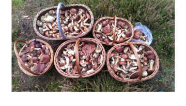 Hobby Piotra Bibika